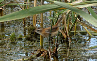 Moustached Warbler