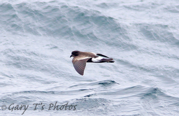 Wilson's Storm-petrel