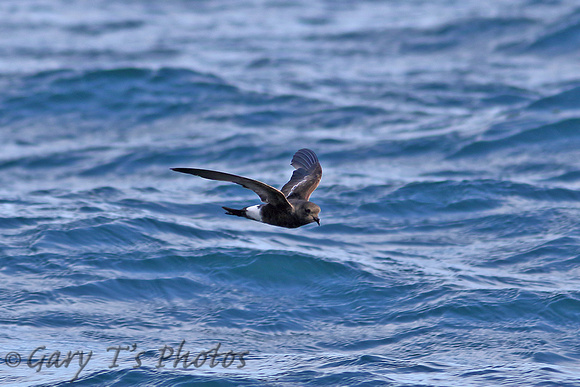 Wilson's Storm-petrel