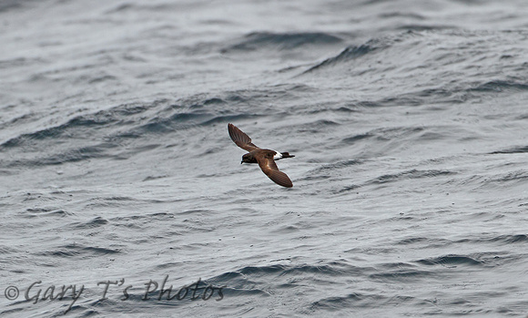 Wilson's Storm-petrel