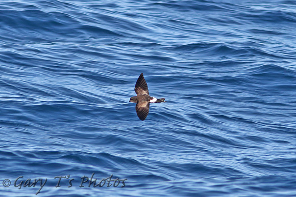 Wilson's Storm-petrel