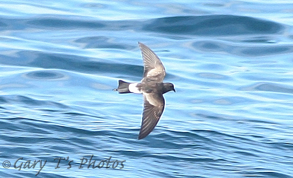 Wilson's Storm-petrel