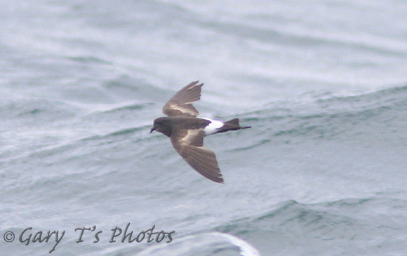 Wilson's Storm-petrel