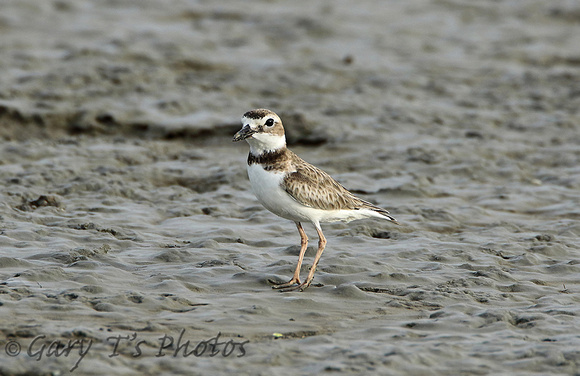 Wilson's Plover (Adult Male)