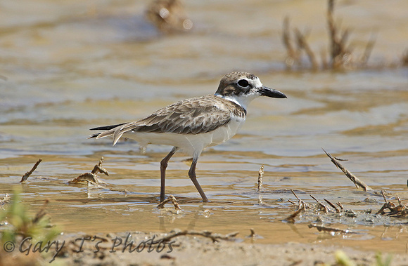 Wilson's Plover (Adult Male)