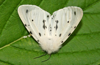Muslin Moth (Diaphora mendica - Female)