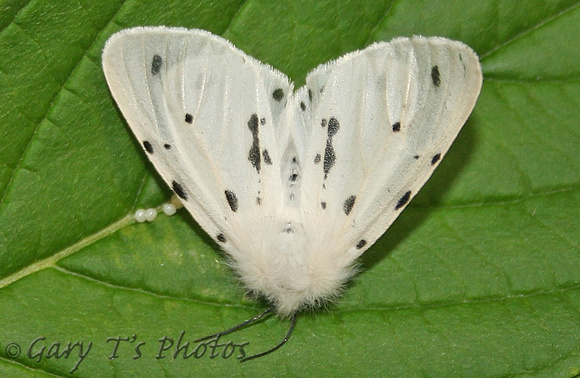 Muslin Moth (Diaphora mendica - Female)