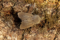 Muslin Moth (Diaphora mendica - Male)
