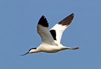 Pied Avocet (Adult Male)