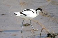 Pied Avocet (Adult Male)