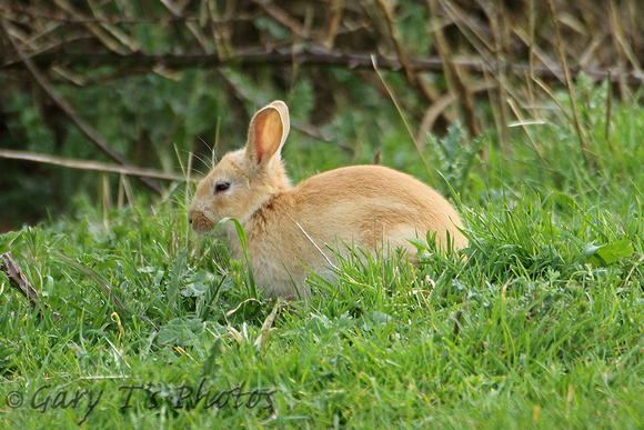 European Rabbit (Oryctolagus cuniculus - Juvenile)