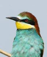 European Bee-eater