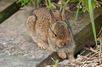 European Rabbit (Oryctolagus cuniculus - Juvenile)