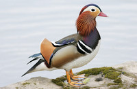 Mandarin Duck (Drake)