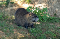 Coypu (Adult)