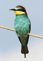 European Bee-eater