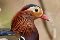 Mandarin Duck (Drake)