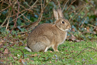 European Rabbit (Oryctolagus cuniculus - Adult)