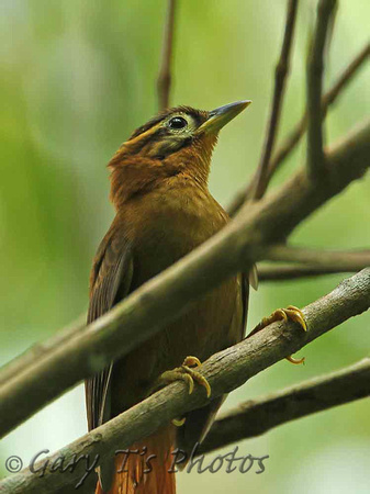 Black-capped Foliage-gleaner