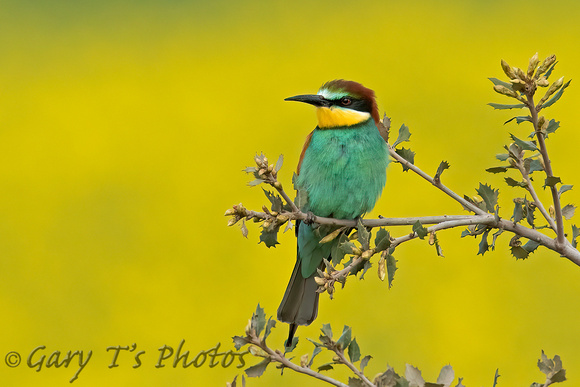 European Bee-eater