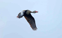 Black-bellied Whistling-duck