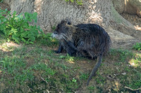 Coypu (Adult)