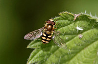 Eupeodes corollae (Migrant Hoverfly)