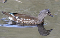 Mandarin Duck (Duck)