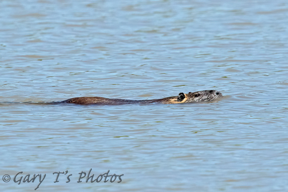 Coypu (Adult)