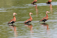 Black-bellied Whistling Duck