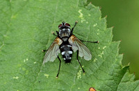 Thelaira nigripes