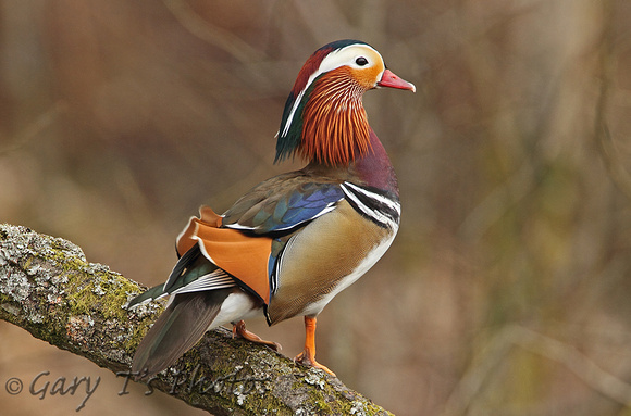 Mandarin Duck (Drake)