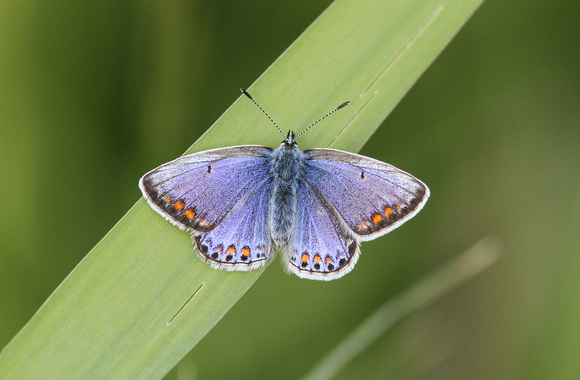Common Blue (Female)