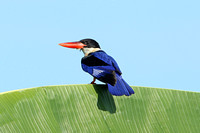 Black-capped Kingfisher