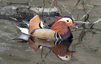 Mandarin Duck (Drake)