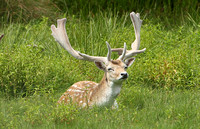 Fallow Deer (Dama dama - Stag)