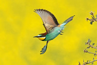 European Bee-eater