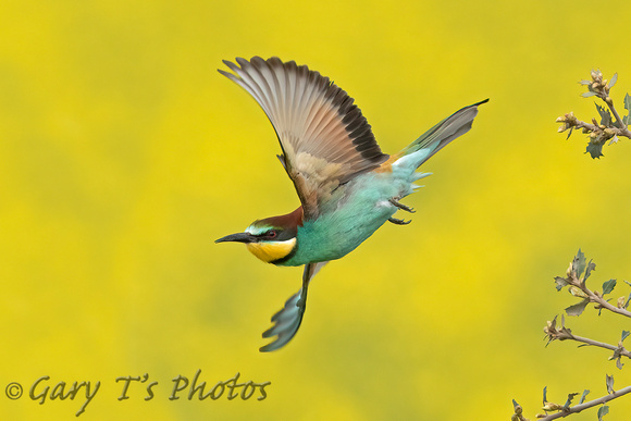 European Bee-eater